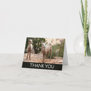 Funny Bighorn Sheep at Zion National Park Letterpress Thank You Card