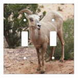 Funny Bighorn Sheep at Zion National Park Light Switch Cover