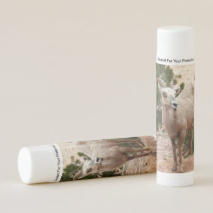 Funny Bighorn Sheep at Zion National Park Lip Balm