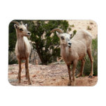 Funny Bighorn Sheep at Zion National Park Magnet