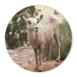 Funny Bighorn Sheep at Zion National Park Magnet