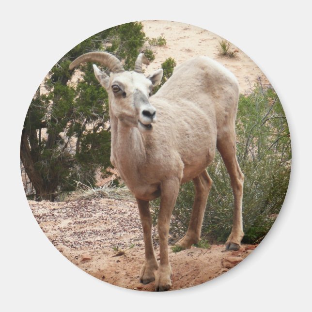 Funny Bighorn Sheep at Zion National Park Magnet (Front)