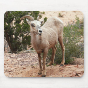 Funny Bighorn Sheep at Zion National Park Mouse Pad