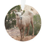 Funny Bighorn Sheep at Zion National Park Ornament