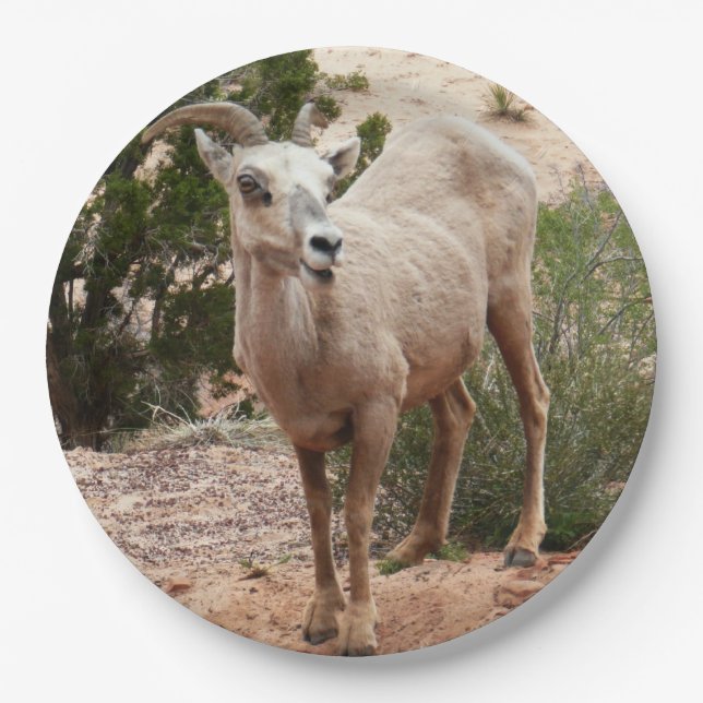 Funny Bighorn Sheep at Zion National Park Paper Plates (Front)