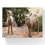 Funny Bighorn Sheep at Zion National Park Paperweight
