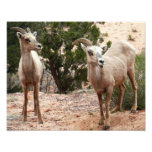 Funny Bighorn Sheep at Zion National Park Photo Print