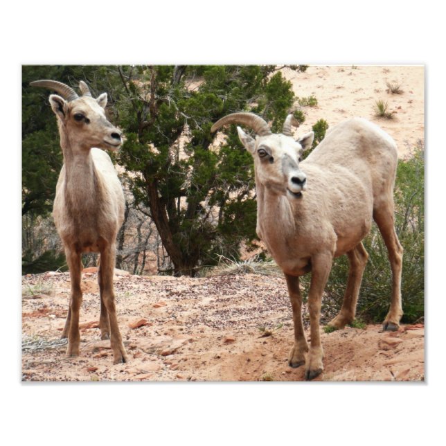 Funny Bighorn Sheep at Zion National Park Photo Print (Front)