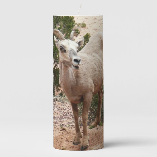 Funny Bighorn Sheep at Zion National Park Pillar Candle (Front)