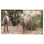Funny Bighorn Sheep at Zion National Park Place Card Holder