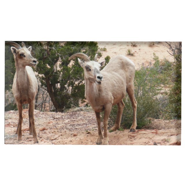 Funny Bighorn Sheep at Zion National Park Place Card Holder (Front)