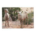 Funny Bighorn Sheep at Zion National Park Placemat