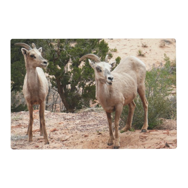 Funny Bighorn Sheep at Zion National Park Placemat (Front)