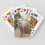 Funny Bighorn Sheep at Zion National Park Playing Cards