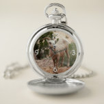 Funny Bighorn Sheep at Zion National Park Pocket Watch