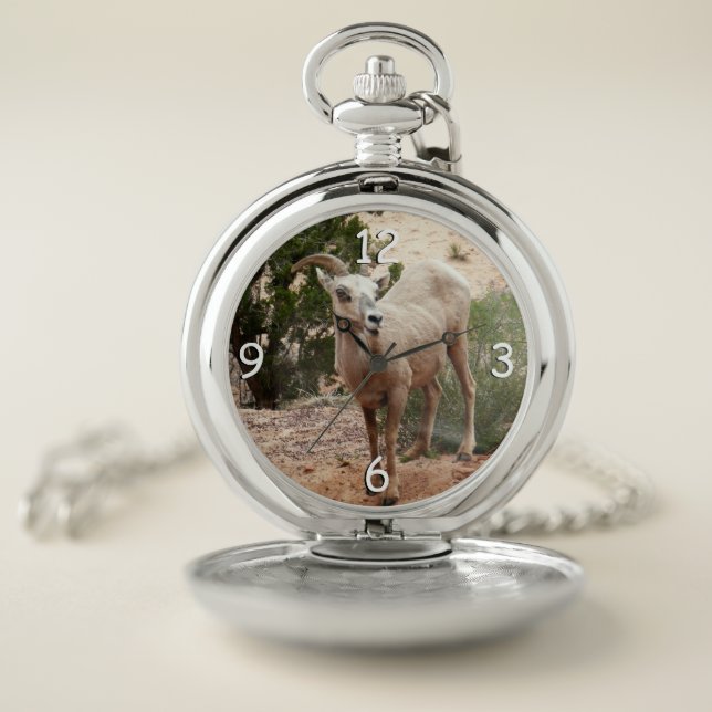 Funny Bighorn Sheep at Zion National Park Pocket Watch (Inside)