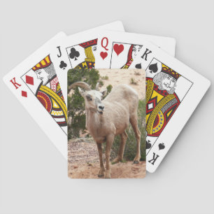 Funny Bighorn Sheep at Zion National Park Poker Cards