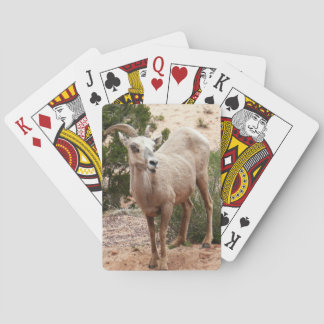 Funny Bighorn Sheep at Zion National Park Poker Cards