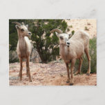 Funny Bighorn Sheep at Zion National Park Postcard