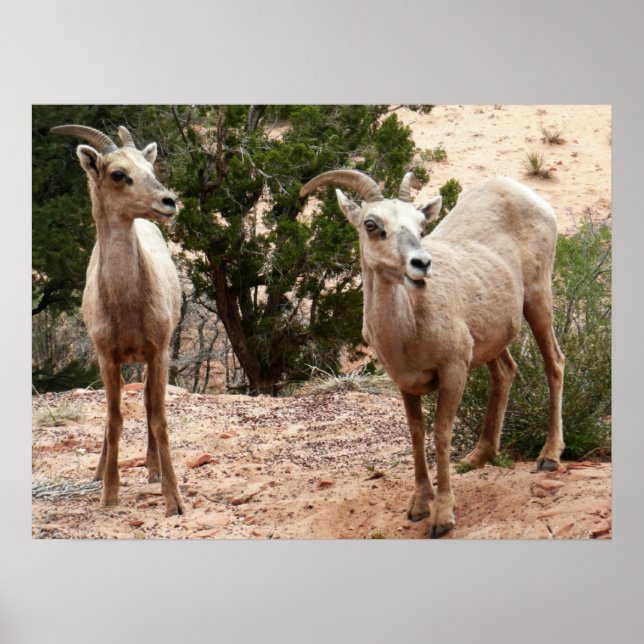 Funny Bighorn Sheep at Zion National Park Poster (Front)