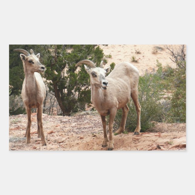 Funny Bighorn Sheep at Zion National Park Rectangular Sticker (Front)