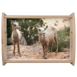 Funny Bighorn Sheep at Zion National Park Serving Tray