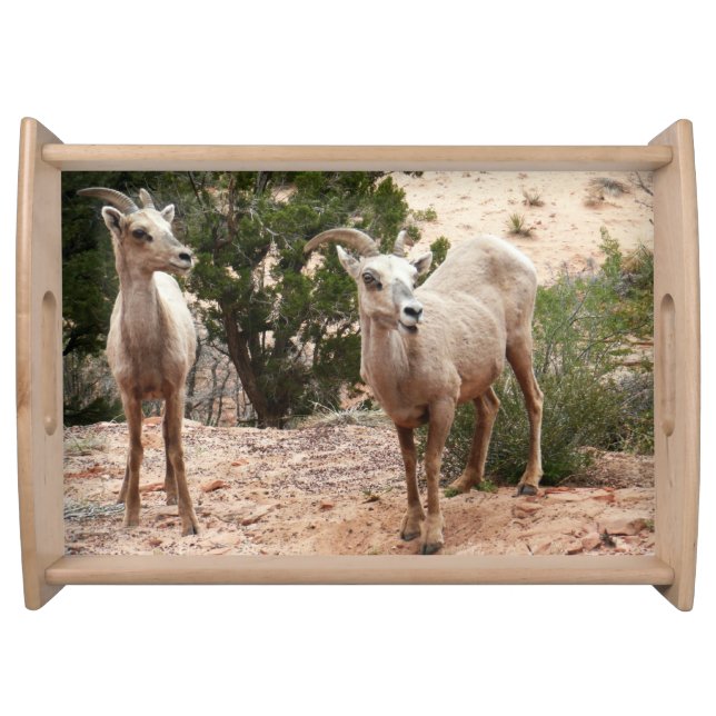 Funny Bighorn Sheep at Zion National Park Serving Tray (Front)
