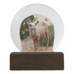 Funny Bighorn Sheep at Zion National Park Snow Globe