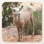 Funny Bighorn Sheep at Zion National Park Square Paper Coaster