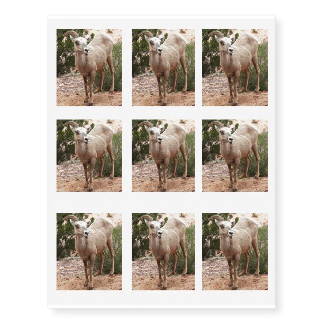 Funny Bighorn Sheep at Zion National Park Temporary Tattoos (Front)