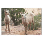 Funny Bighorn Sheep at Zion National Park Tissue Paper