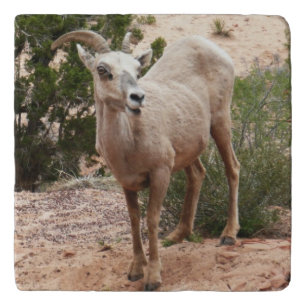 Funny Bighorn Sheep at Zion National Park Trivet