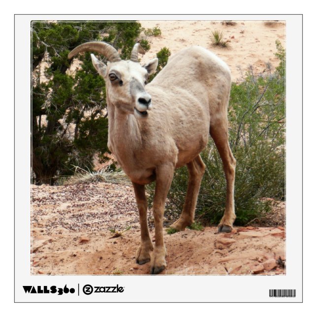 Funny Bighorn Sheep at Zion National Park Wall Sticker (Front)