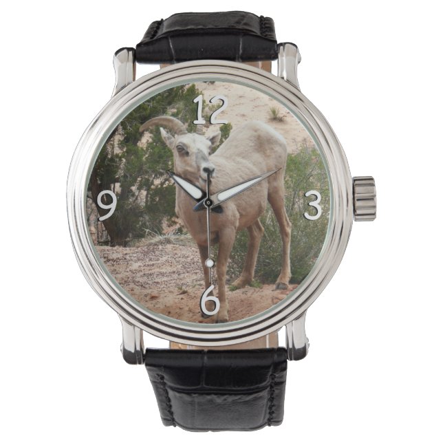 Funny Bighorn Sheep at Zion National Park Watch (Front)