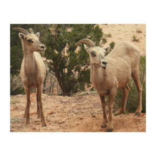 Funny Bighorn Sheep at Zion National Park Wood Wall Decor