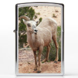 Funny Bighorn Sheep at Zion National Park Zippo Lighter