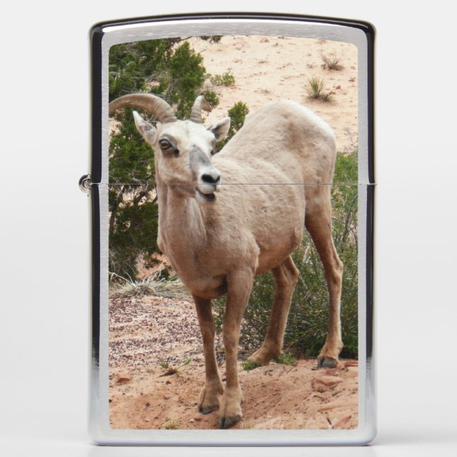 Funny Bighorn Sheep at Zion National Park Zippo Lighter (Front)