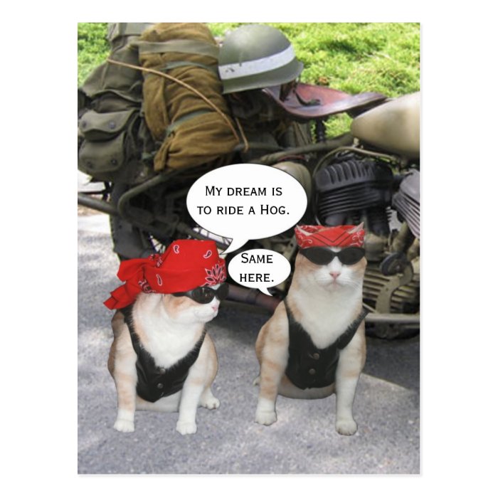 Funny Biker Cats Post Card