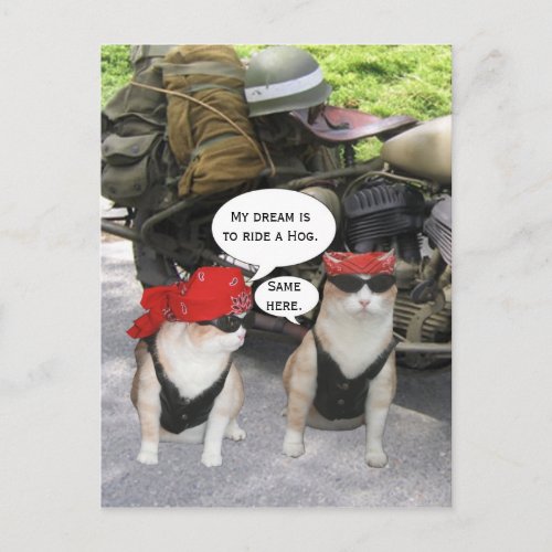 Funny Biker Cats Postcard