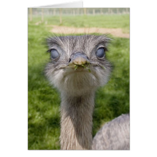 Funny bird cards