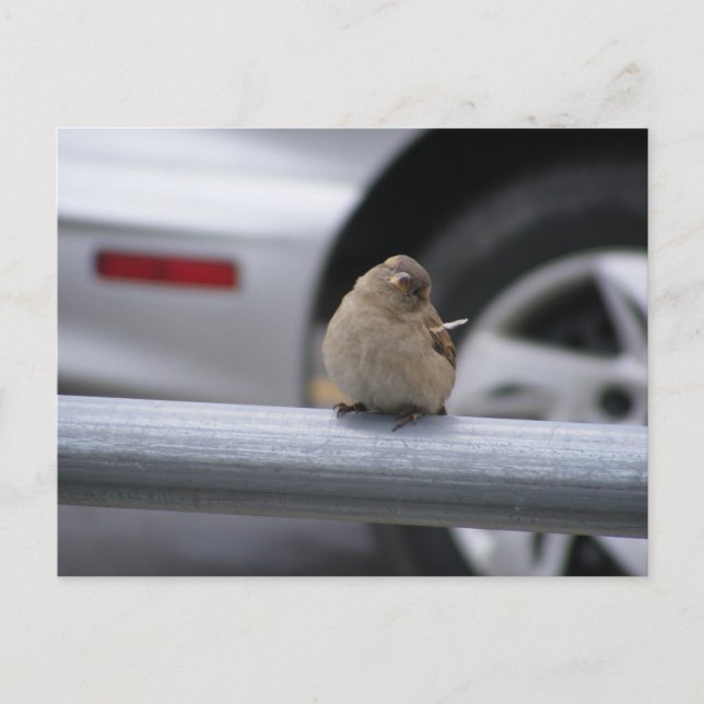Funny Bird, Sparrow Postcard (Front)