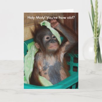 Funny Birthday Baby Orangutan Card by Rebecca_Reeder at Zazzle