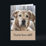 Funny Birthday Card<br><div class="desc">Funny birthday card with golden retriever.</div>