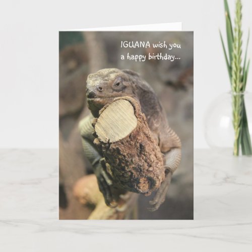 Funny Birthday Card Iguana napping Card