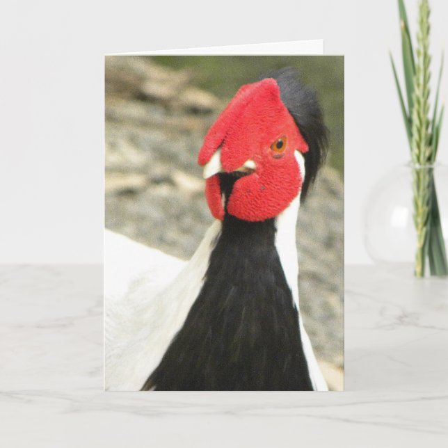 Funny Birthday Card/MALE SILVER PHEASANT Card (Front)