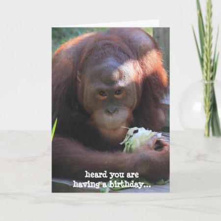 Funny Birthday Card, Orangutan Wants Cake! Card
