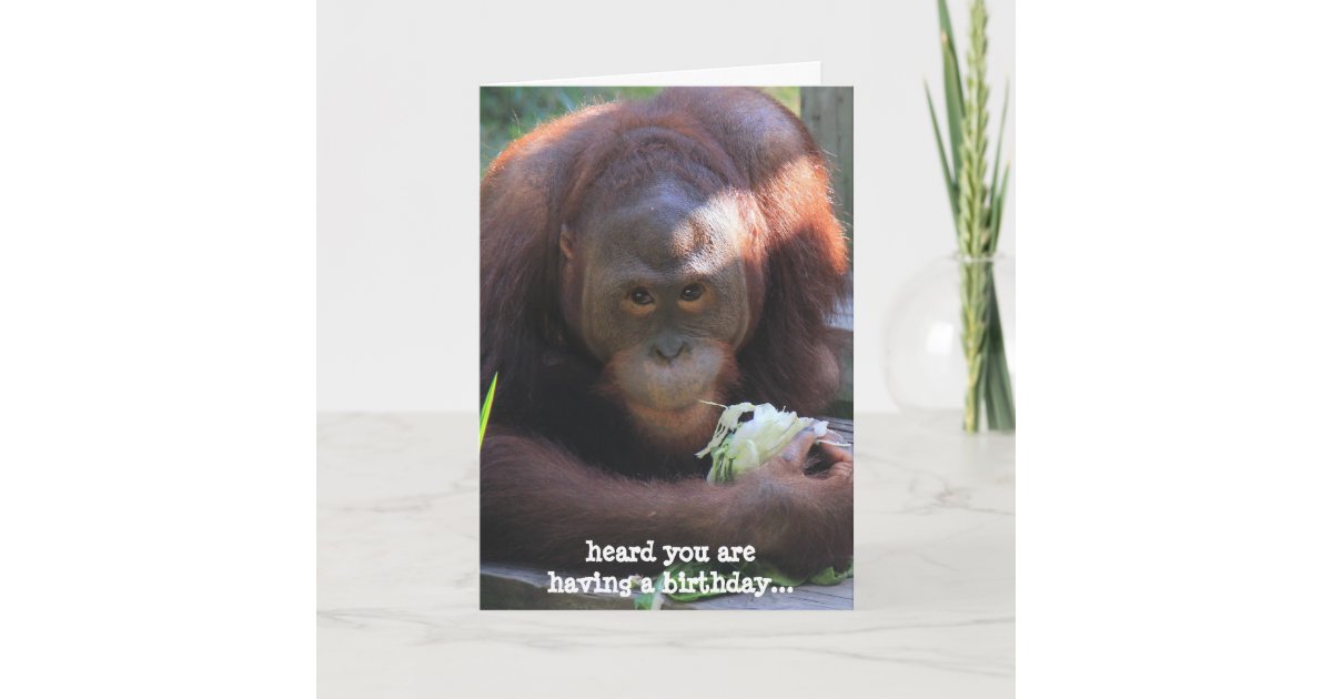 Funny Birthday Card, Orangutan wants cake! Card | Zazzle