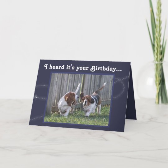 happy birthday bassett dogs bouncing on red and blue ball funny happy birthday bassett dogs bouncing on red and blue ball funny