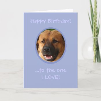 Funny Birthday From Dog To Owner With Love Card by Swisstoons at Zazzle
