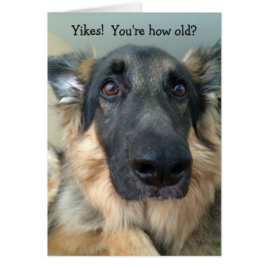Funny Birthday Greeting - Younger in Dog Years! Cards (Front)